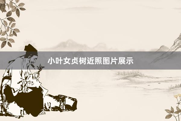 小叶女贞树近照图片展示